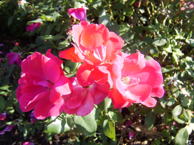 Rose picture spring hilll tn landscaping page