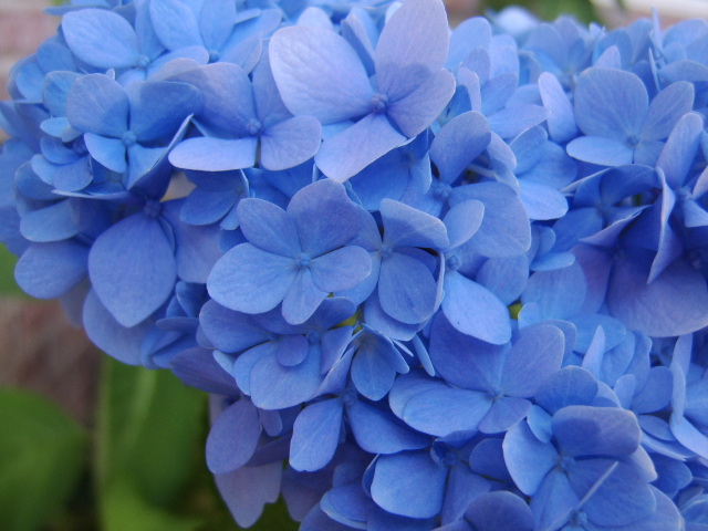 Blue Hydrangea spring hill tn landscaping page